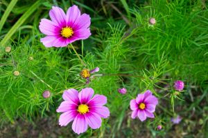 Cosmea